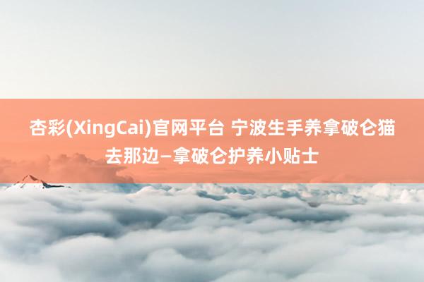 杏彩(XingCai)官网平台 宁波生手养拿破仑猫去那边—拿破仑护养小贴士