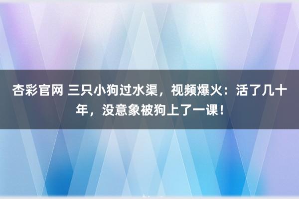 杏彩官网 三只小狗过水渠，视频爆火：活了几十年，没意象被狗上了一课！